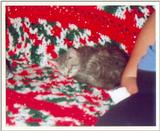 Kitties 19