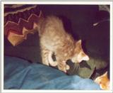 Kitties 20