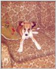 A doggie