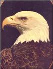 Eagle 01 detail