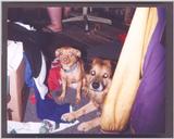 dogs