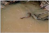 Water Moccasin - Augusta, GA - wm01.jpg