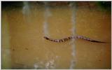 Water Moccasin - Augusta, GA - wm02.jpg