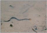 Water Moccasin - Phinizy Swamp - Augusta, GA - wm03.jpg