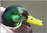 *1* - donald d. - *