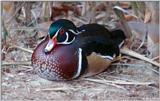 Wood Duck #2