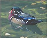 Wood Duck #4