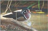 Wood Duck #5