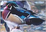 Wood Duck