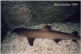 Whitetip Reef Shark (Triaenodon obesus)