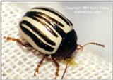 Beetle, 36K