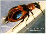 Beetle, 17K