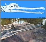 Gharial