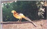 Yellow Golden Pheasant