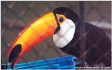 Few hours ago in the Rio's Zoo - Toco Toucan - zoorja.jpg