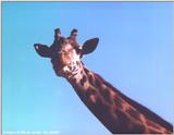 Few hours ago in the Rio's Zoo - zoorjb.jpg (1/1)
