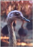 Few hours ago in the Rio's Zoo - zoorje.jpg (1/1)