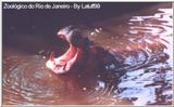 Few hours ago in the Rio's Zoo - zoorjf.jpg (1/1)