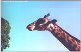 Few hours ago in the Rio's Zoo - zoorjg.jpg (1/1)