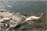 Swans