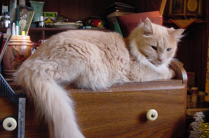 (My Cats] - 0191-mvc.jpg (1/1); DISPLAY FULL IMAGE.
