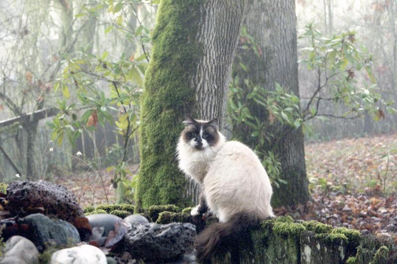Cat on Foggy Day - Corvallis, OR - 201_1.jpg; DISPLAY FULL IMAGE.