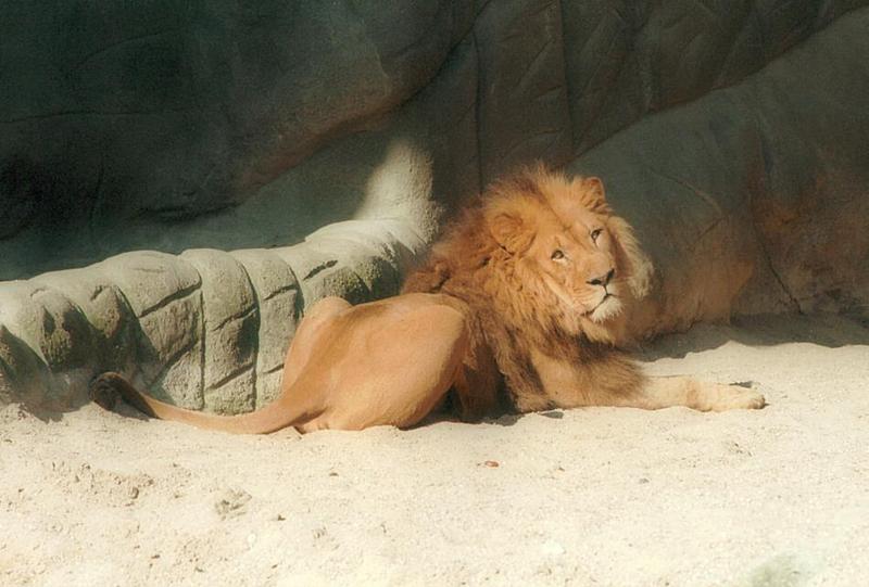 Hagenbeck Zoo again - Daddy Lion, putting on the 