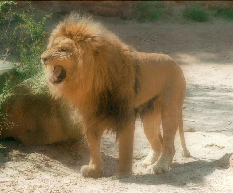 Hannover Zoo - they have kitties, too - Mr. Lion telling who's the boss; DISPLAY FULL IMAGE.