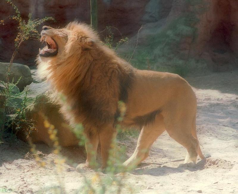 What a pose! The Hannover Zoo Lion King again; DISPLAY FULL IMAGE.