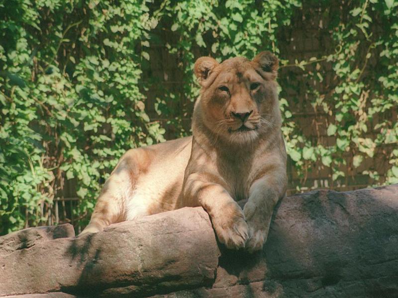 Another one with some contrast and saturation - Lioness in Heidelberg Zoo (1024x768); DISPLAY FULL IMAGE.