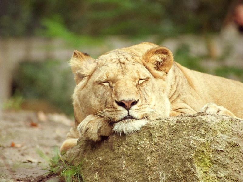 More Rostock Zoo sweetness rescanned - lioness taking a nap; DISPLAY FULL IMAGE.