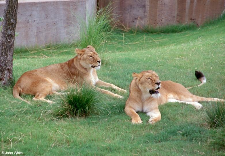 lion 2; DISPLAY FULL IMAGE.