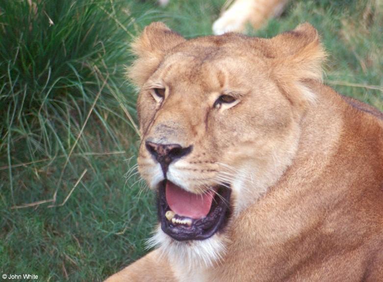 lion 5; DISPLAY FULL IMAGE.