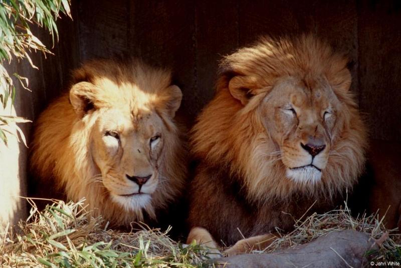 lions; DISPLAY FULL IMAGE.