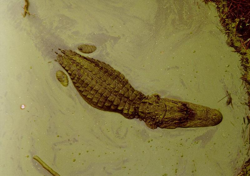 Alligator and Duckweed - Hunting Island, SC - gator101.jpg; DISPLAY FULL IMAGE.
