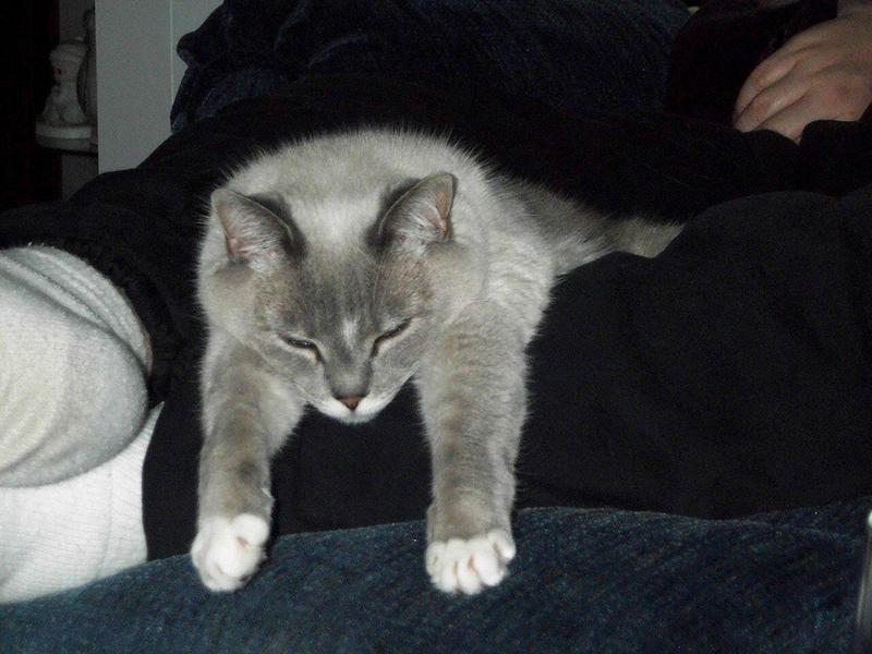 Andie and Chance (cats); DISPLAY FULL IMAGE.