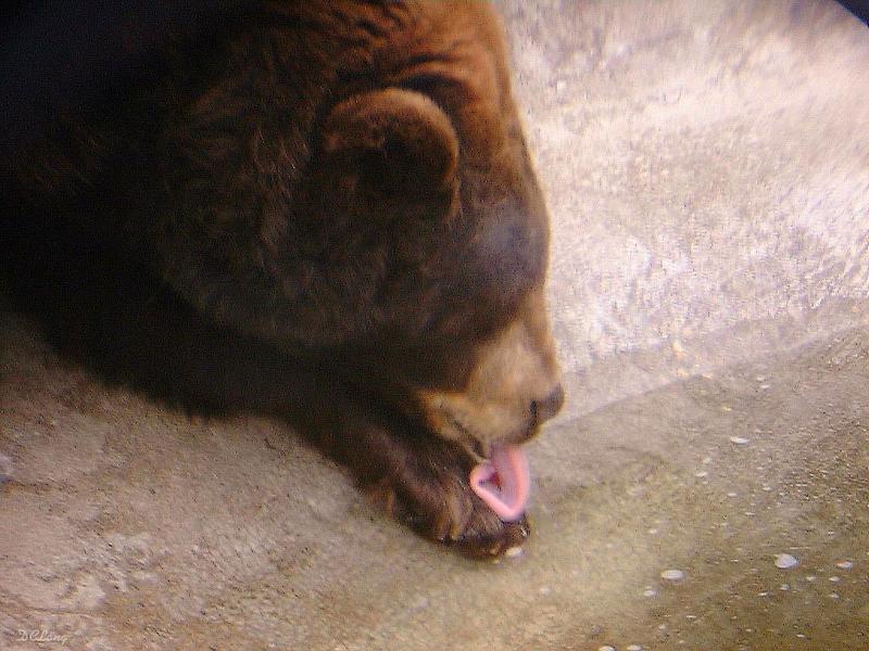 bear; DISPLAY FULL IMAGE.