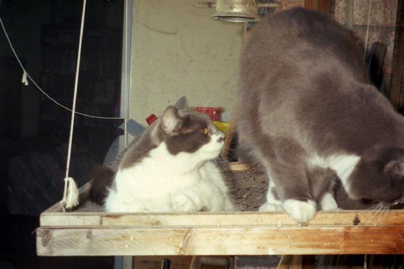 Bird Watching Kitties; DISPLAY FULL IMAGE.