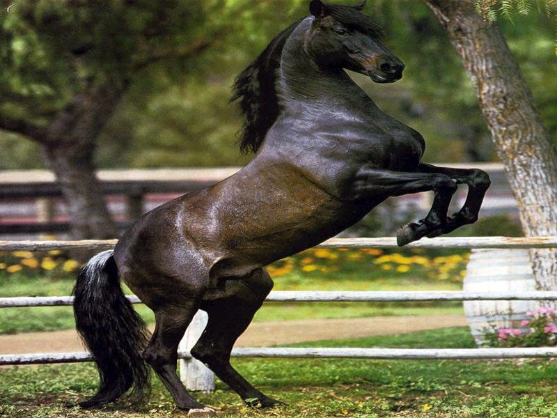 horses; DISPLAY FULL IMAGE.