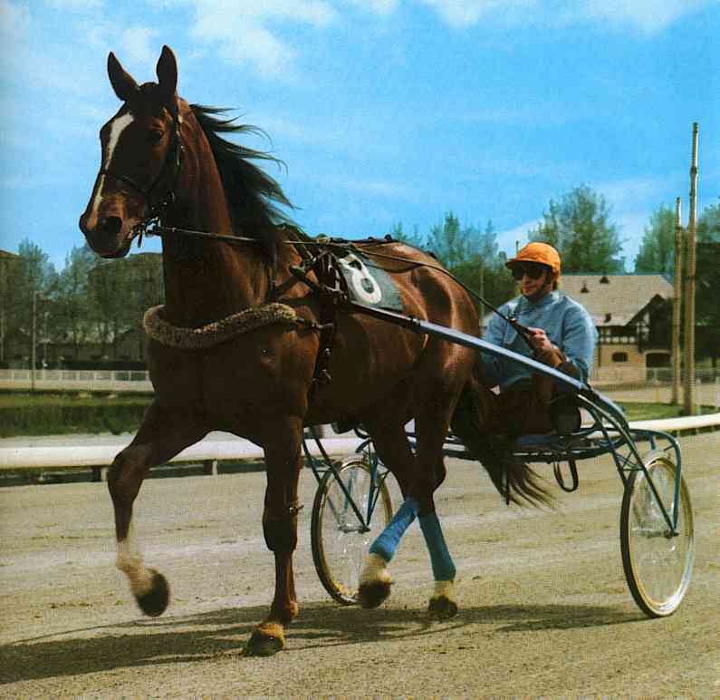 Horse-Races-[2]; DISPLAY FULL IMAGE.