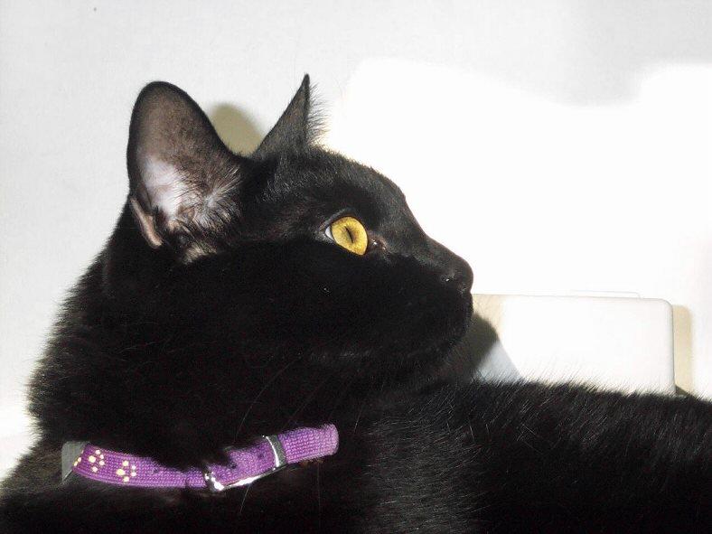Re: Breed identity - puss1.jpg (1/1) - puss3.jpg (1/1); DISPLAY FULL IMAGE.