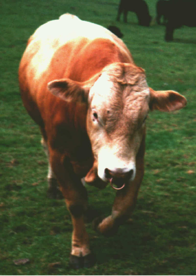 Friendly Bull; DISPLAY FULL IMAGE.