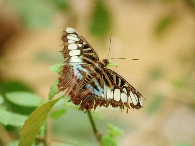 And now, for something different - Butterflies! - These won't be on my web page; DISPLAY FULL IMAGE.