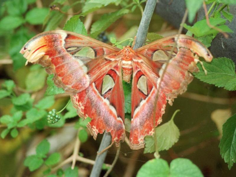 Butterflies from Friedrichsruh - fly spray useless, pumpgun required for this :-); DISPLAY FULL IMAGE.