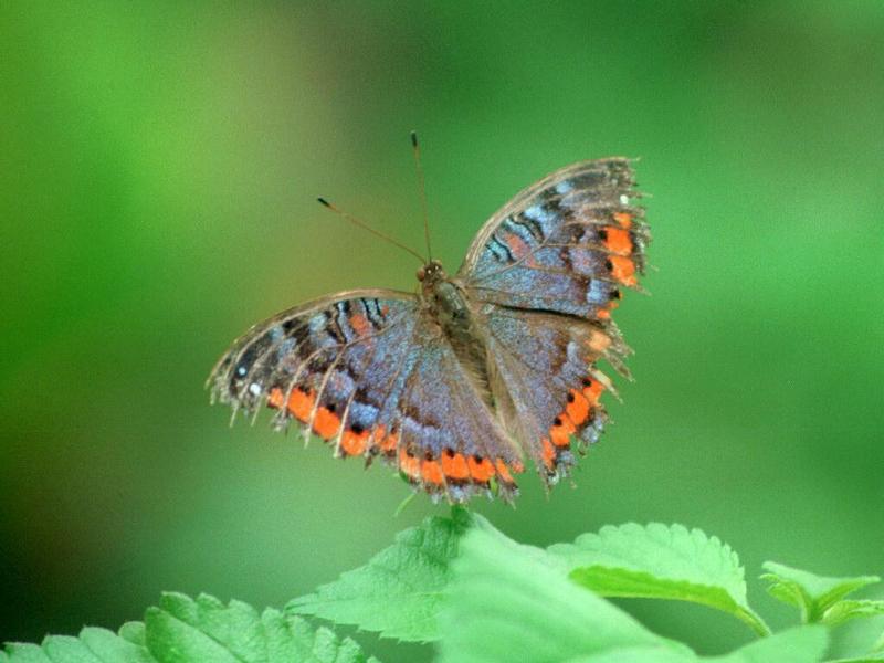 Butterflies from Friedrichsruh - A symphony in blue and orange (2 pics); DISPLAY FULL IMAGE.