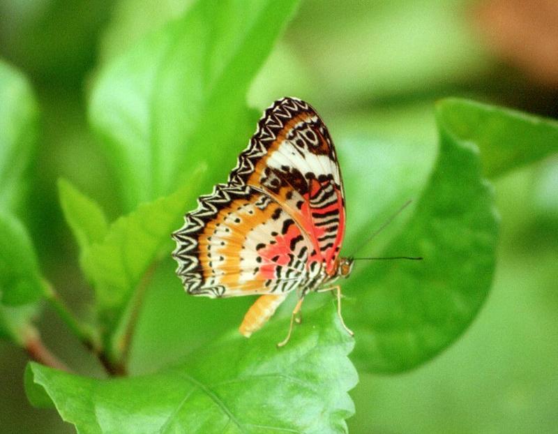 Butterflies from Friedrichsruh - another one, 1024x768; DISPLAY FULL IMAGE.