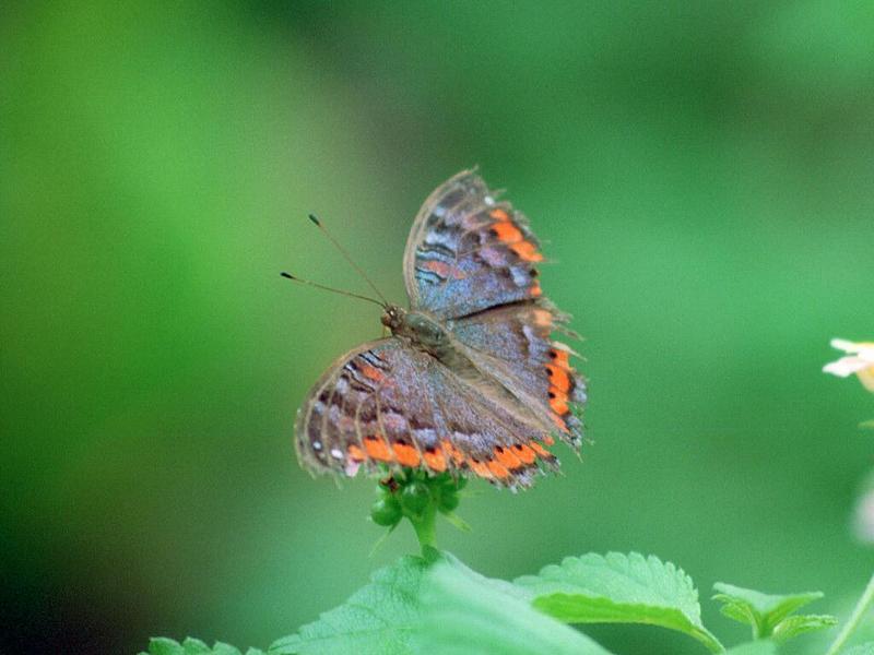 Butterflies from Friedrichsruh - A symphony in blue and orange (2 pics); DISPLAY FULL IMAGE.