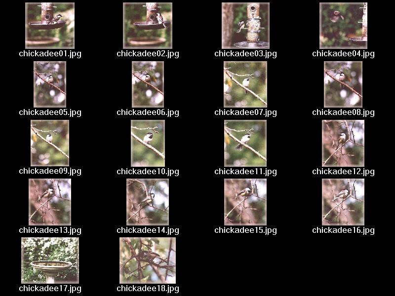 Chickadees - ! index.jpg; DISPLAY FULL IMAGE.