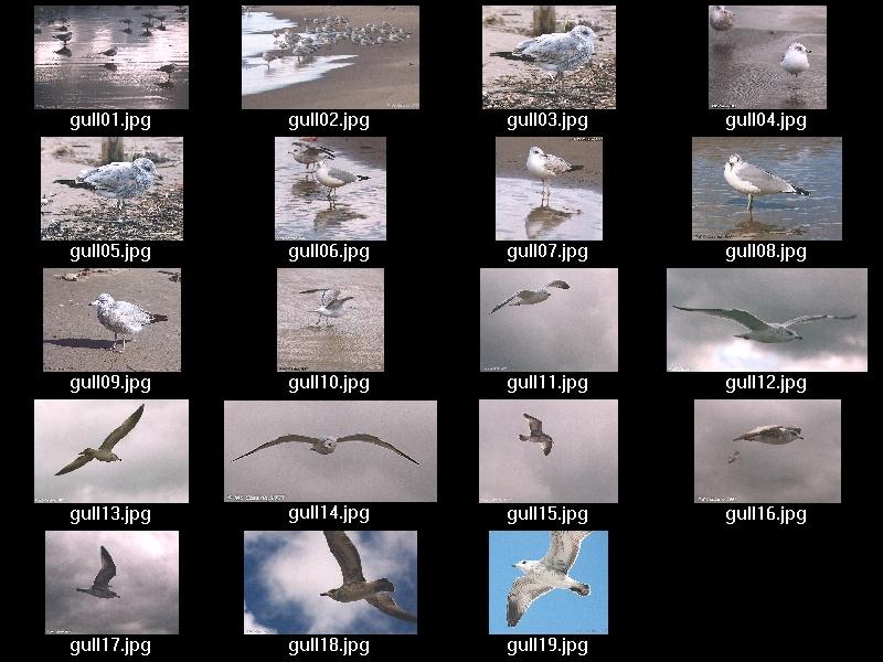 Gulls  - Index - gullidx.jpg; DISPLAY FULL IMAGE.