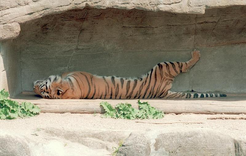 Hagenbeck Zoo tigers - Daddy Tiger bursting of activity :-); DISPLAY FULL IMAGE.